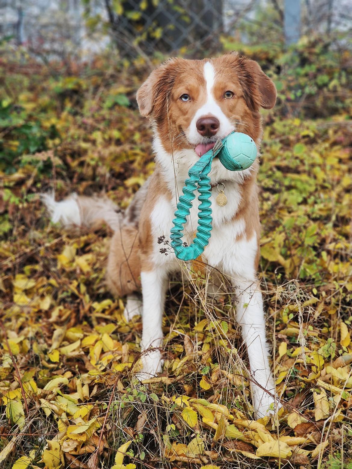 Blanding af racer Bowie billede 13