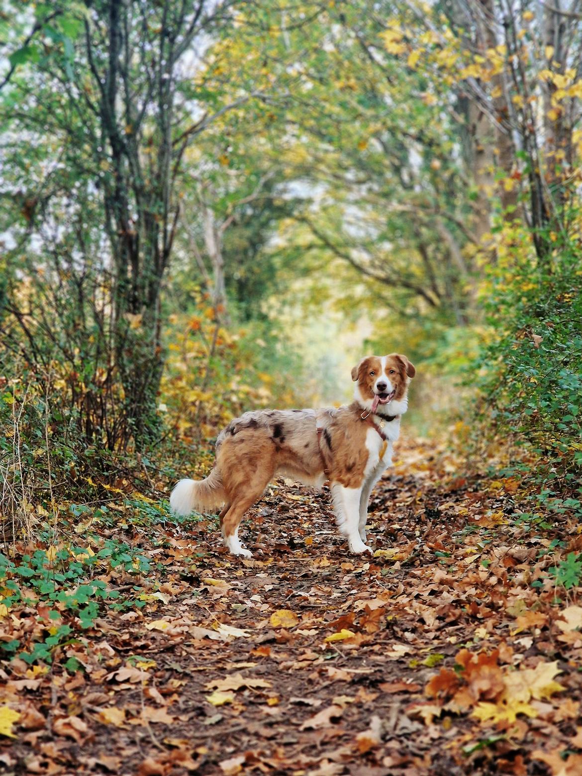 Blanding af racer Bowie billede 17