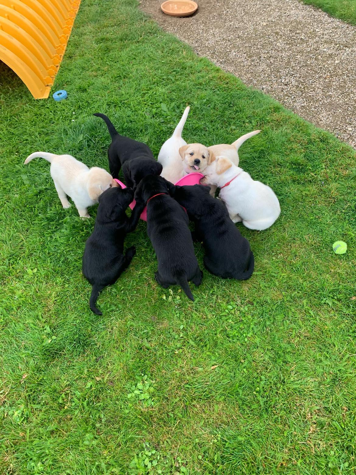 Labrador retriever Zitta billede 12