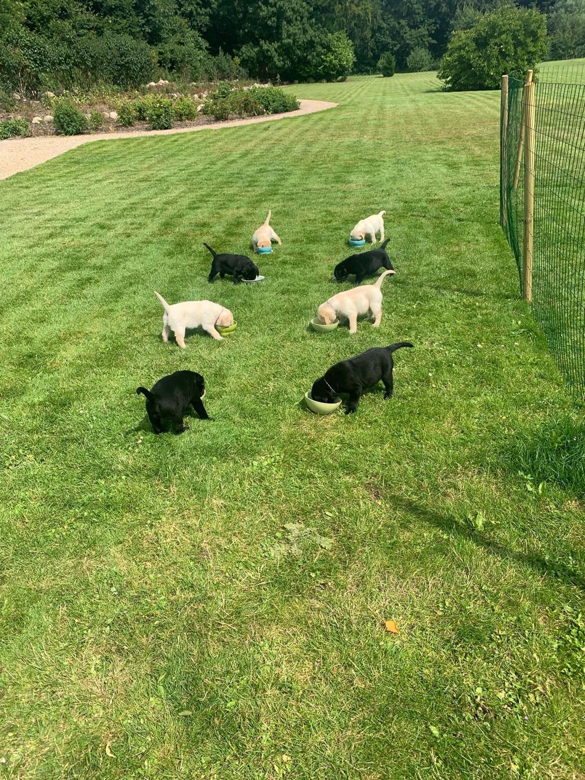Labrador retriever Zitta billede 13