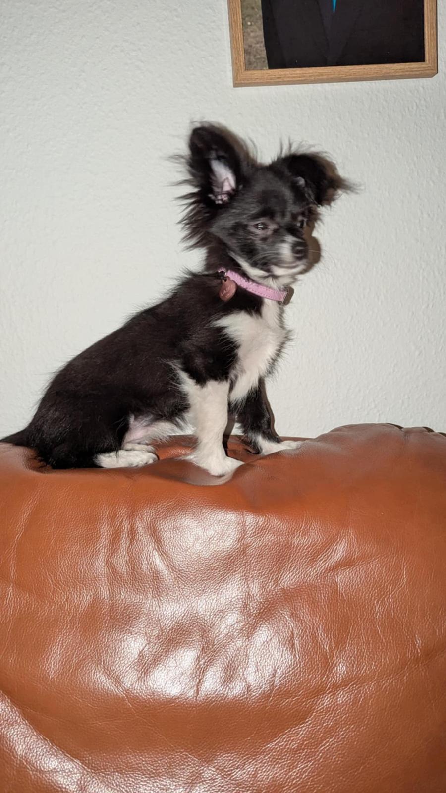 Blanding af racer Laika billede 1