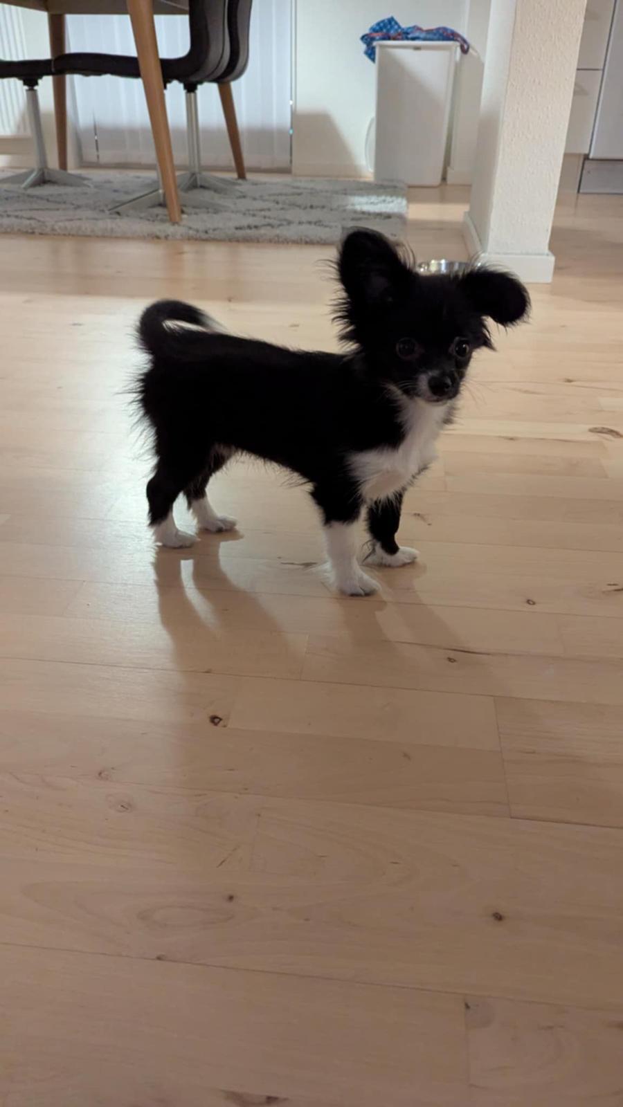 Blanding af racer Laika billede 3