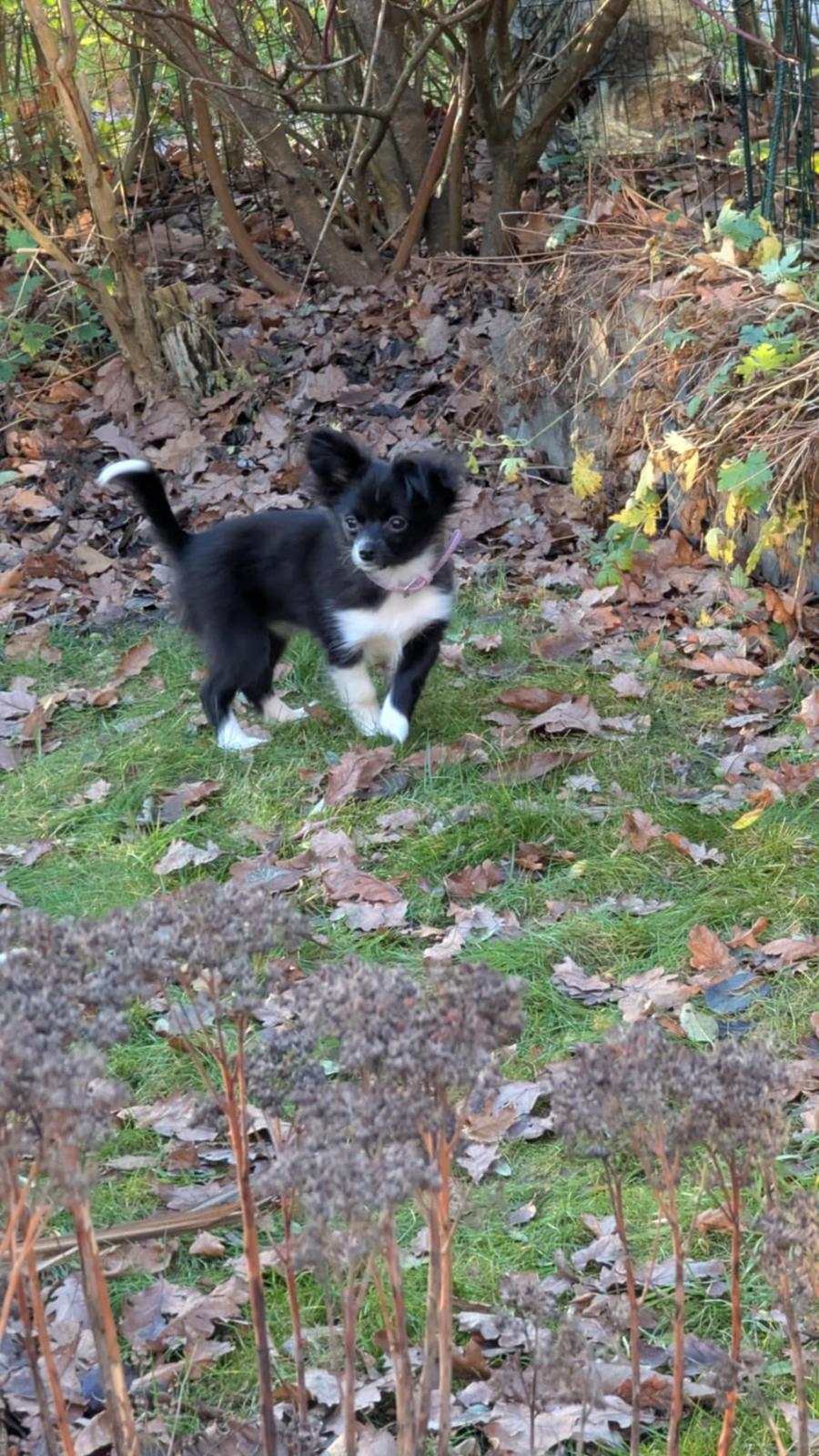 Blanding af racer Laika billede 4