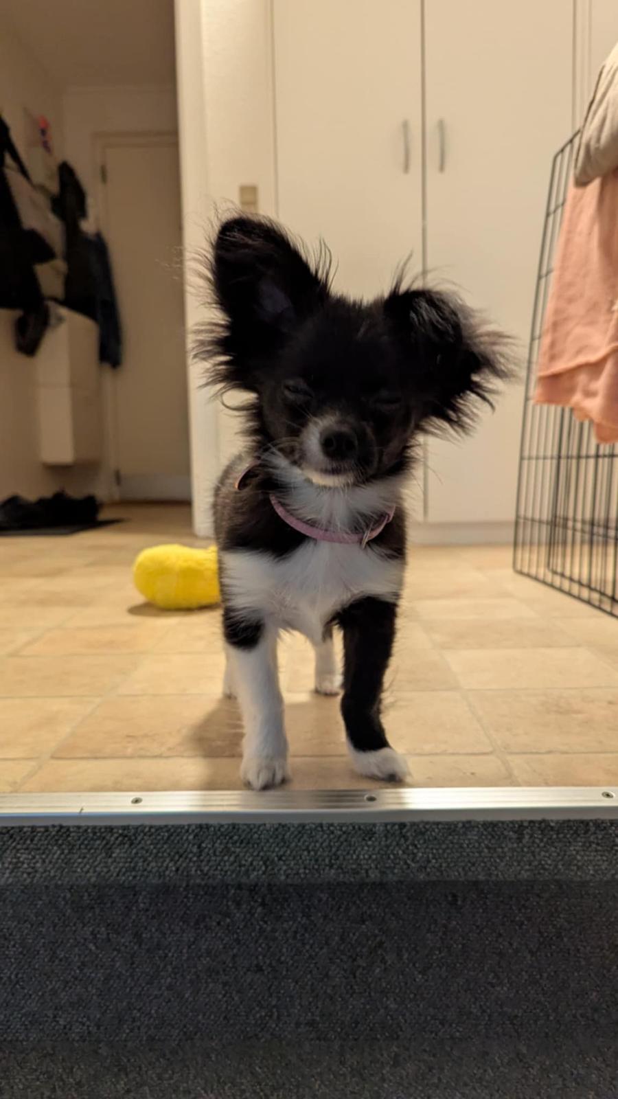 Blanding af racer Laika billede 6