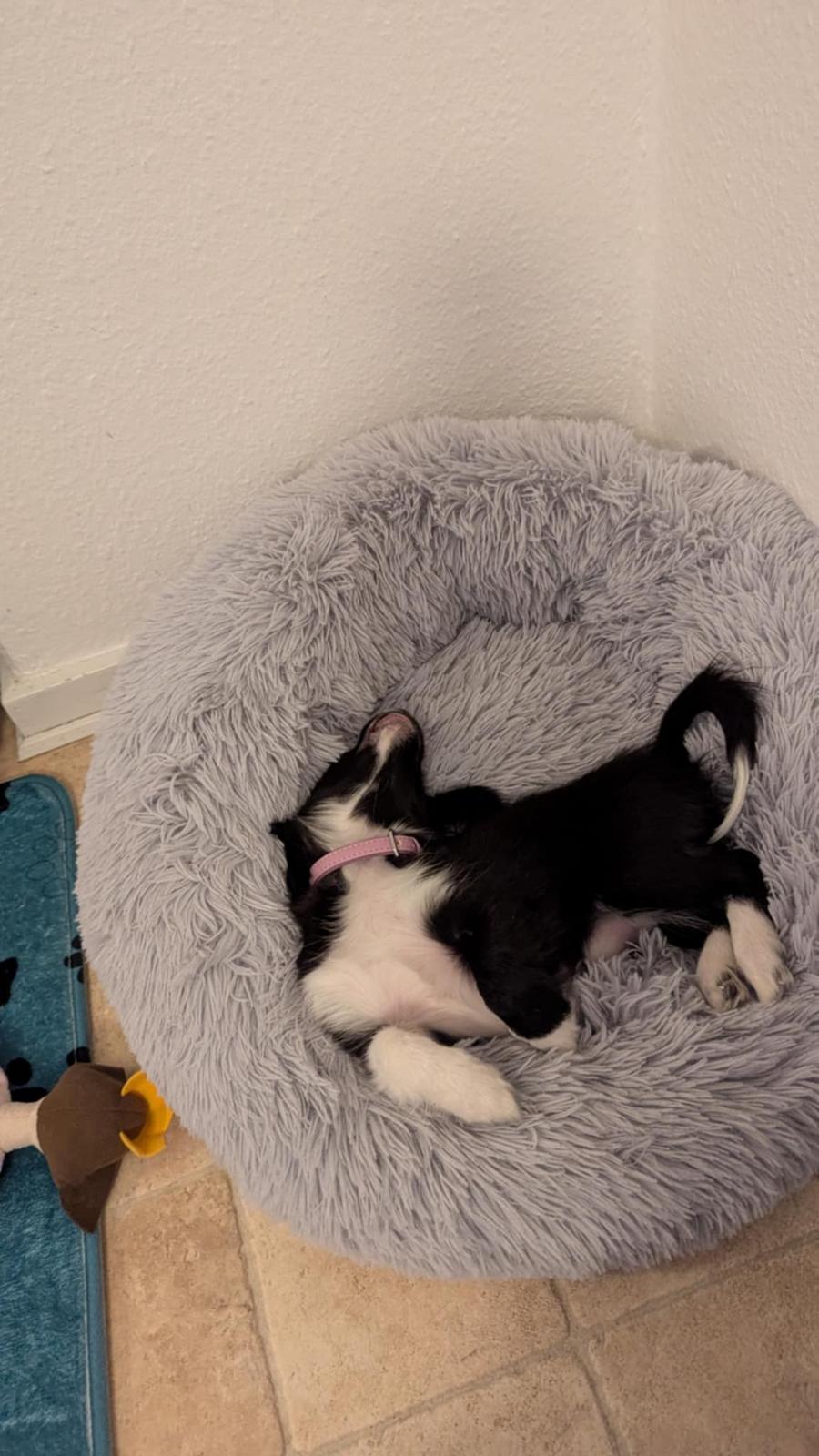 Blanding af racer Laika billede 2