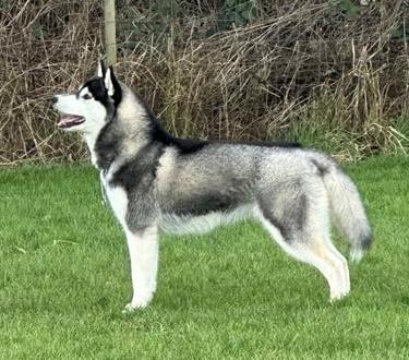 Siberian husky Le Dam Latea Turbo Volvo lover “Marco” billede 1