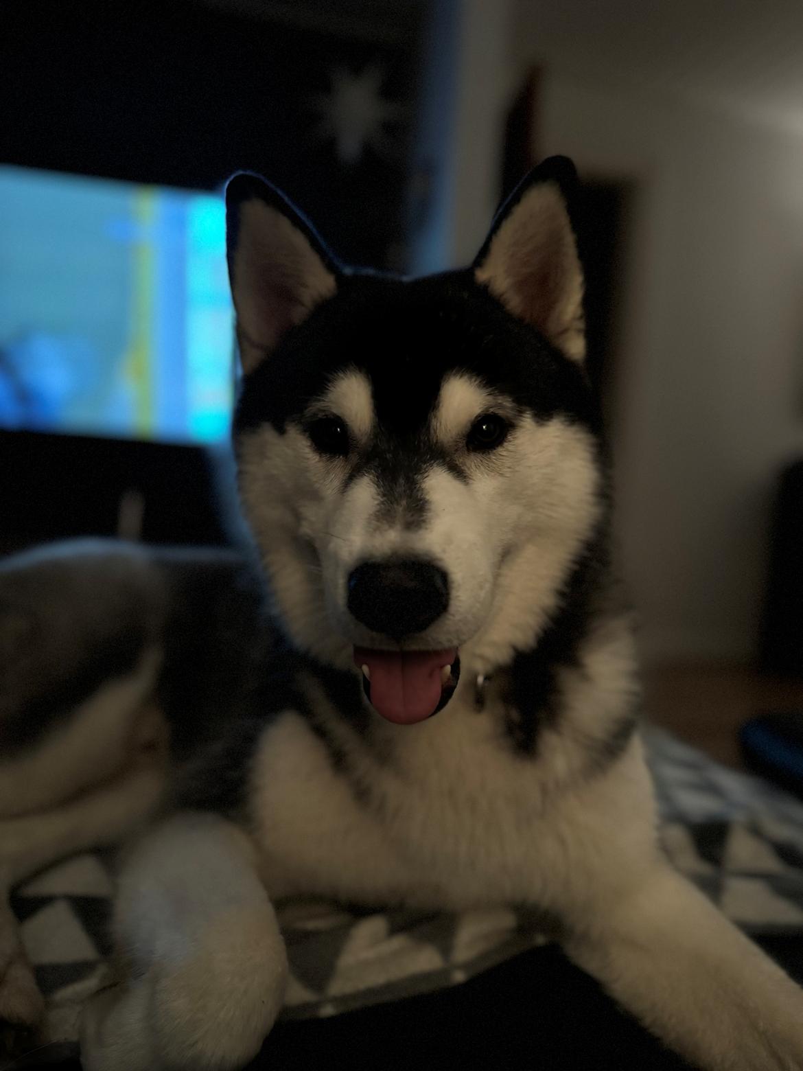 Siberian husky Le Dam Latea Turbo Volvo lover “Marco” billede 3