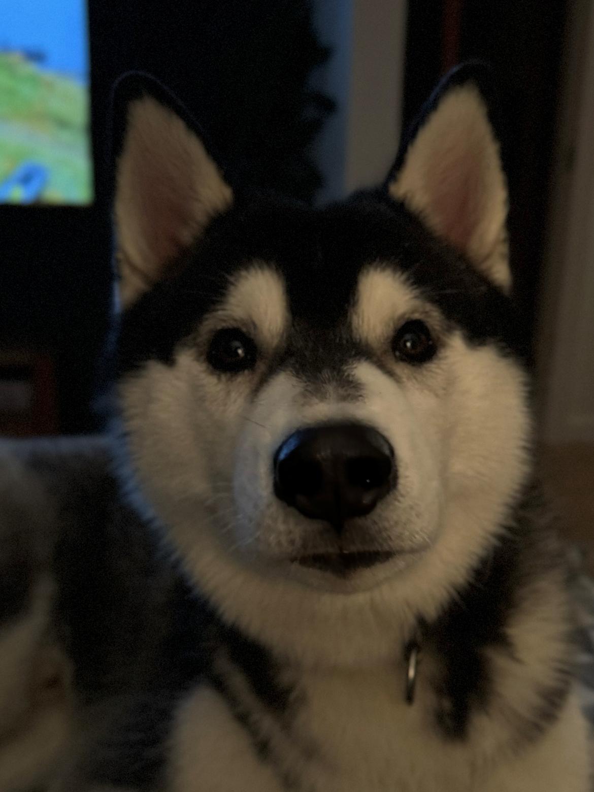 Siberian husky Le Dam Latea Turbo Volvo lover “Marco” billede 4