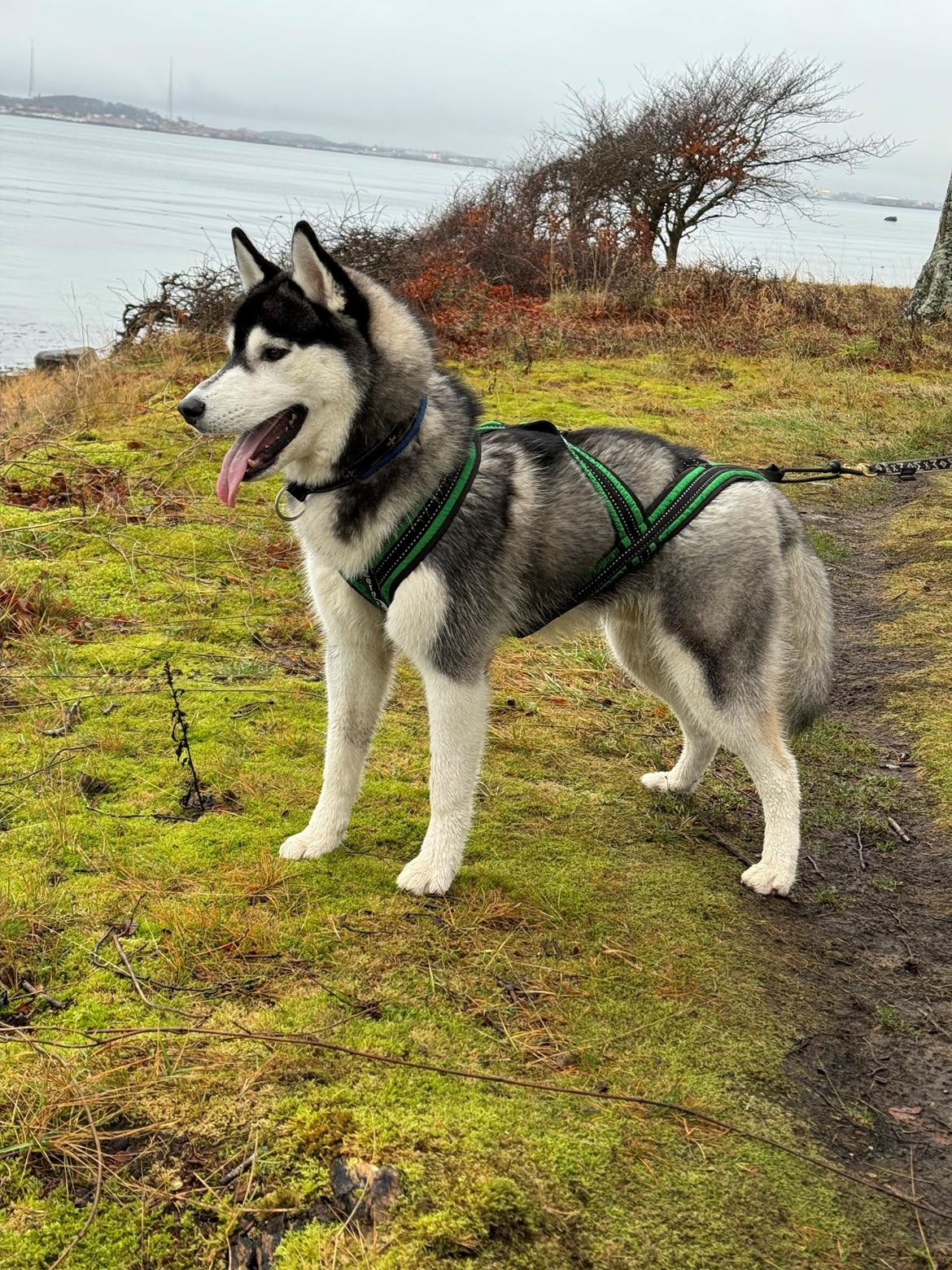 Siberian husky Le Dam Latea Turbo Volvo lover “Marco” billede 5