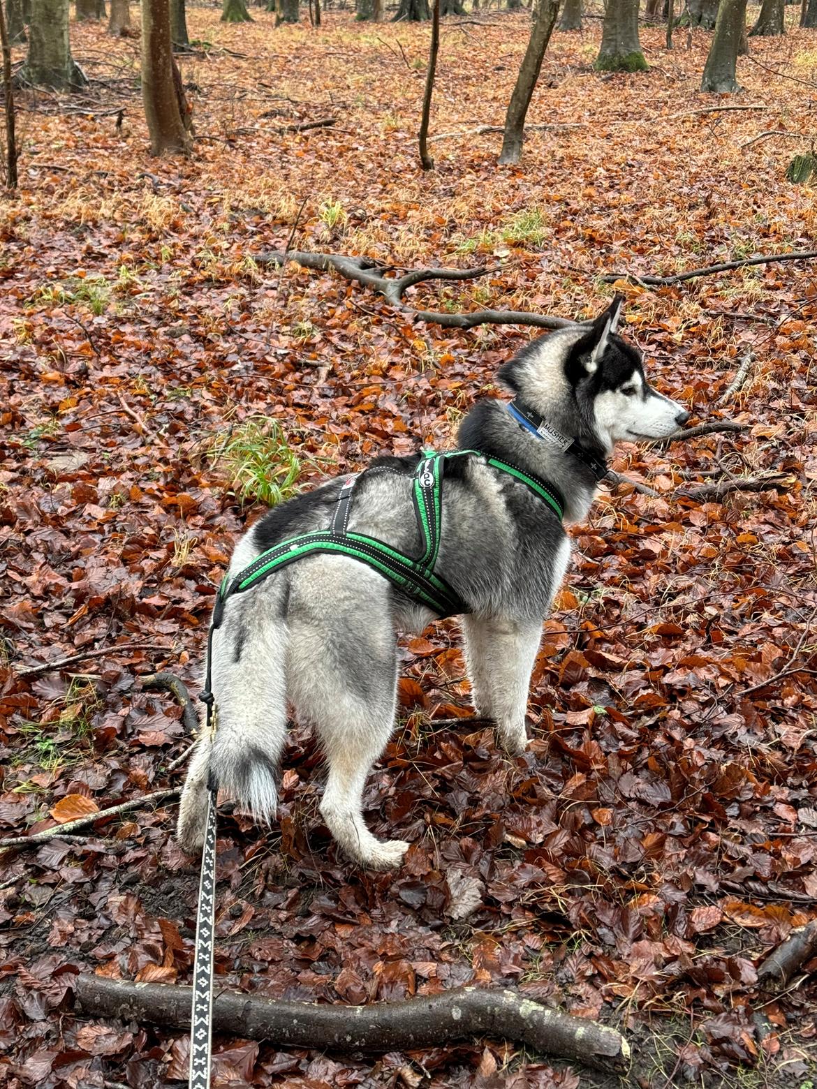 Siberian husky Le Dam Latea Turbo Volvo lover “Marco” billede 6
