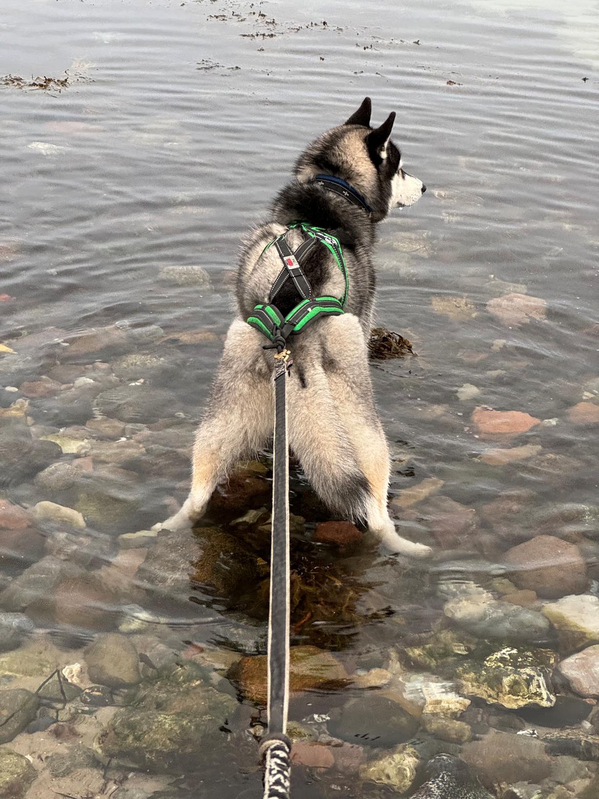 Siberian husky Le Dam Latea Turbo Volvo lover “Marco” billede 7