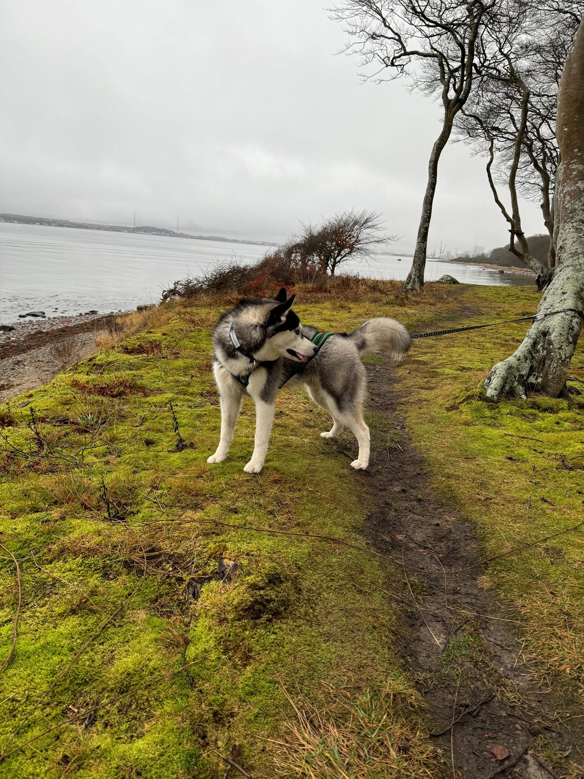 Siberian husky Le Dam Latea Turbo Volvo lover “Marco” billede 8