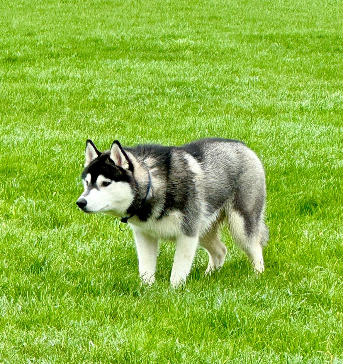 Siberian husky Le Dam Latea Turbo Volvo lover “Marco” billede 9
