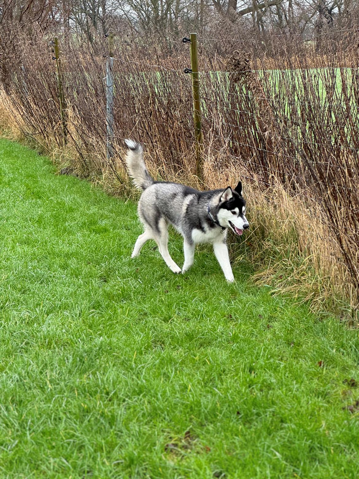Siberian husky Le Dam Latea Turbo Volvo lover “Marco” billede 10