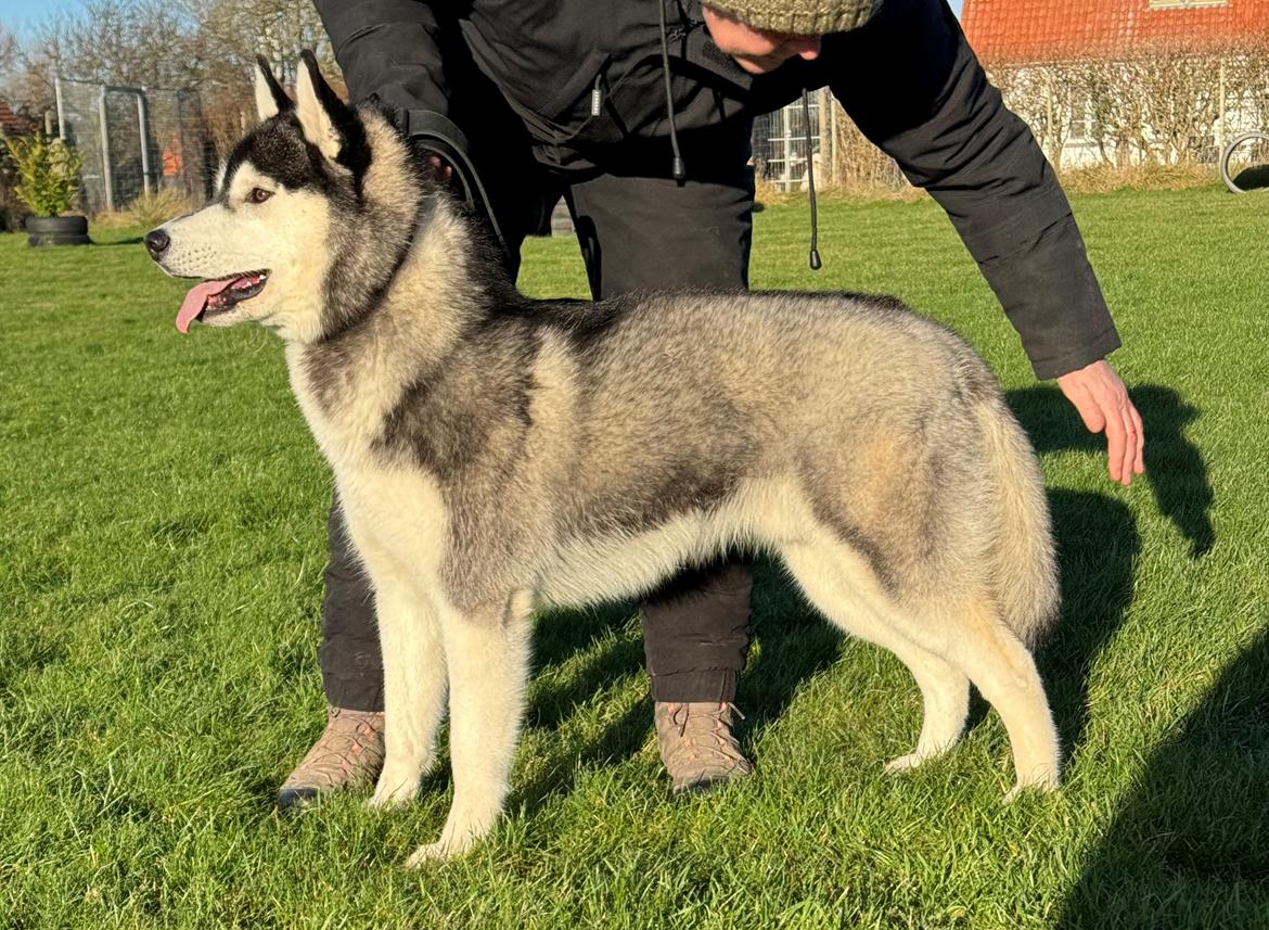 Siberian husky Le Dam Latea Turbo Volvo lover “Marco” billede 2