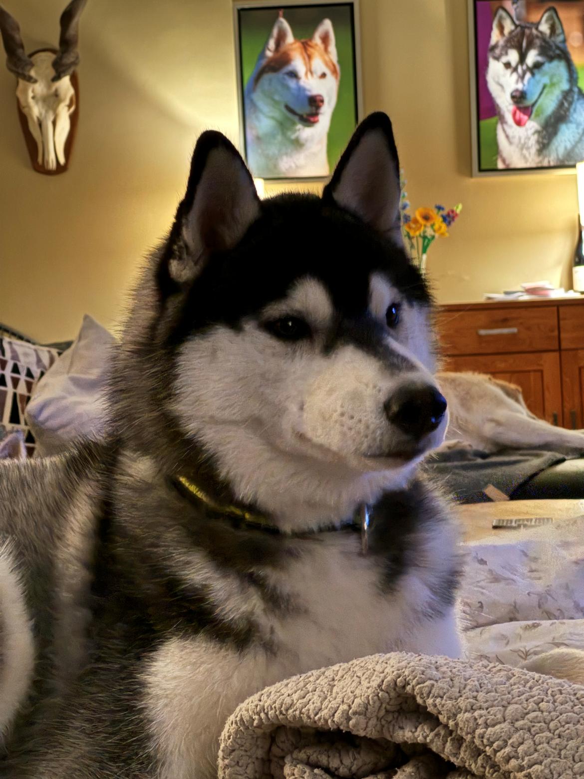 Siberian husky Le Dam Latea Turbo Volvo lover “Marco” billede 12