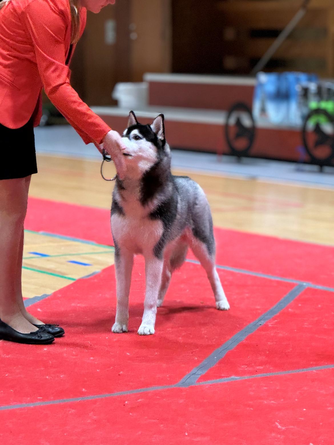 Siberian husky Le Dam Latea Turbo Volvo lover “Marco” billede 14