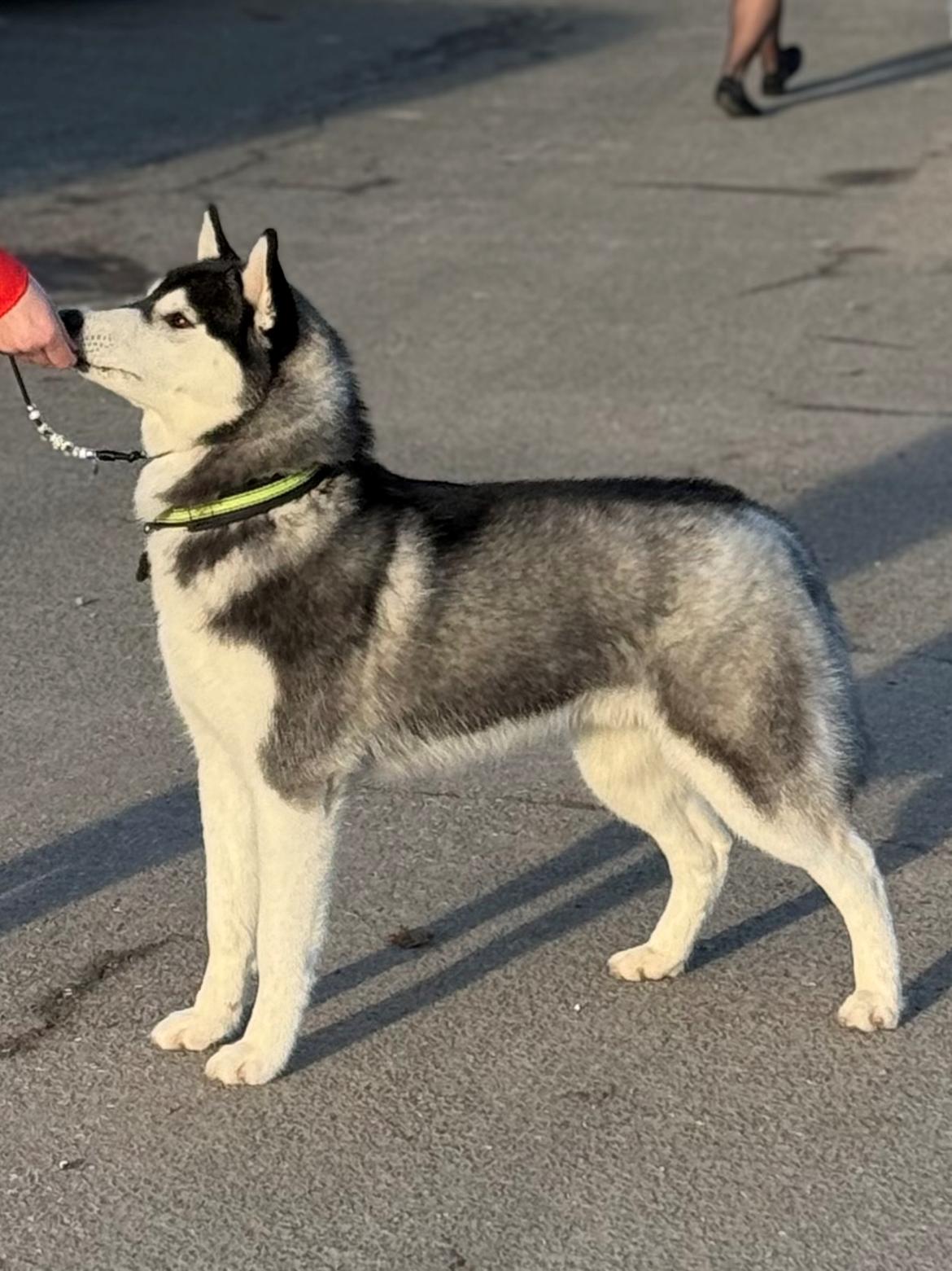 Siberian husky Le Dam Latea Turbo Volvo lover “Marco” billede 16
