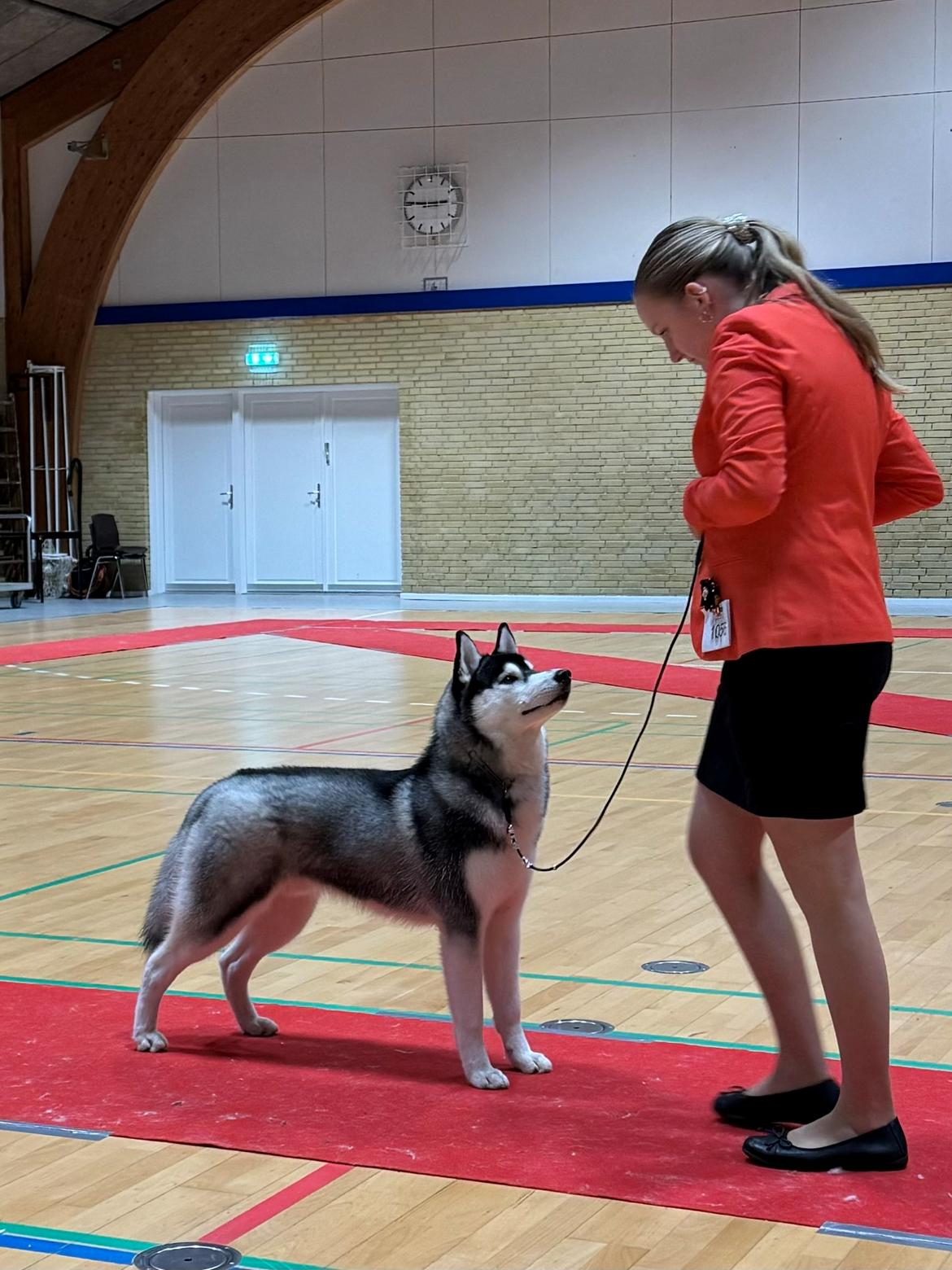 Siberian husky Le Dam Latea Turbo Volvo lover “Marco” billede 17