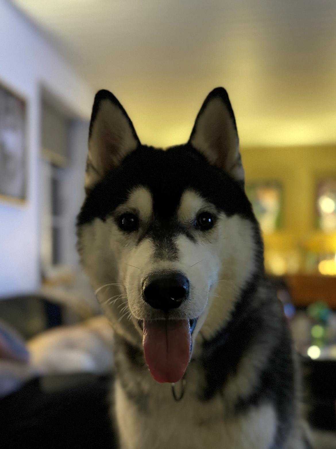 Siberian husky Le Dam Latea Turbo Volvo lover “Marco” billede 11