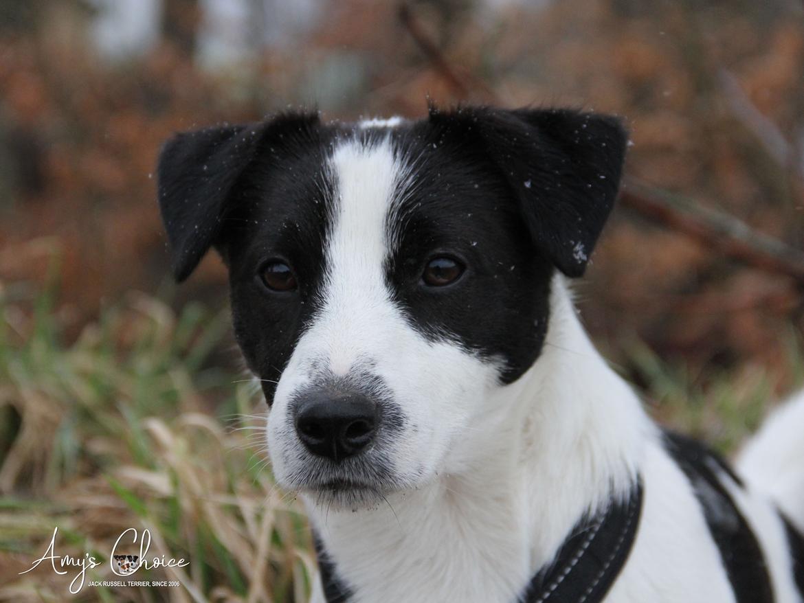 Jack russell terrier Baxter billede 2
