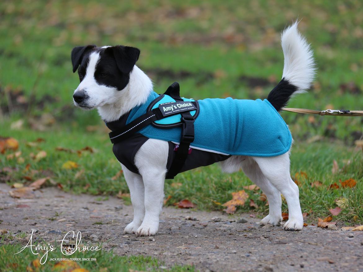 Jack russell terrier Baxter billede 3