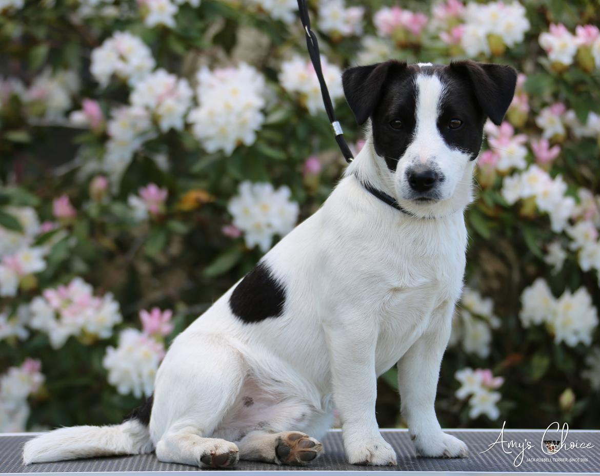 Jack russell terrier Baxter billede 5