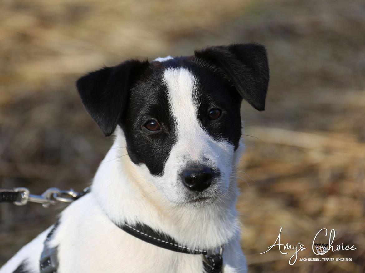 Jack russell terrier Baxter billede 6