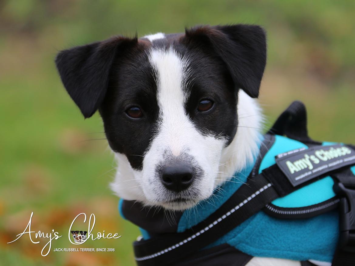 Jack russell terrier Baxter billede 1