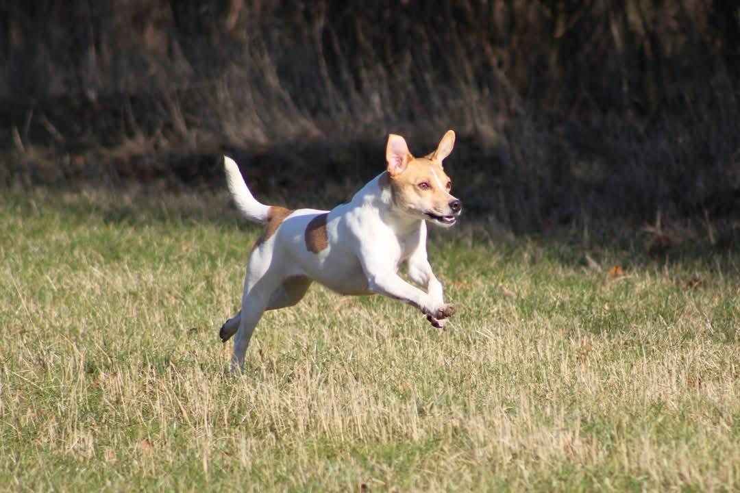 Dansk svensk gaardhund Rita. billede 24