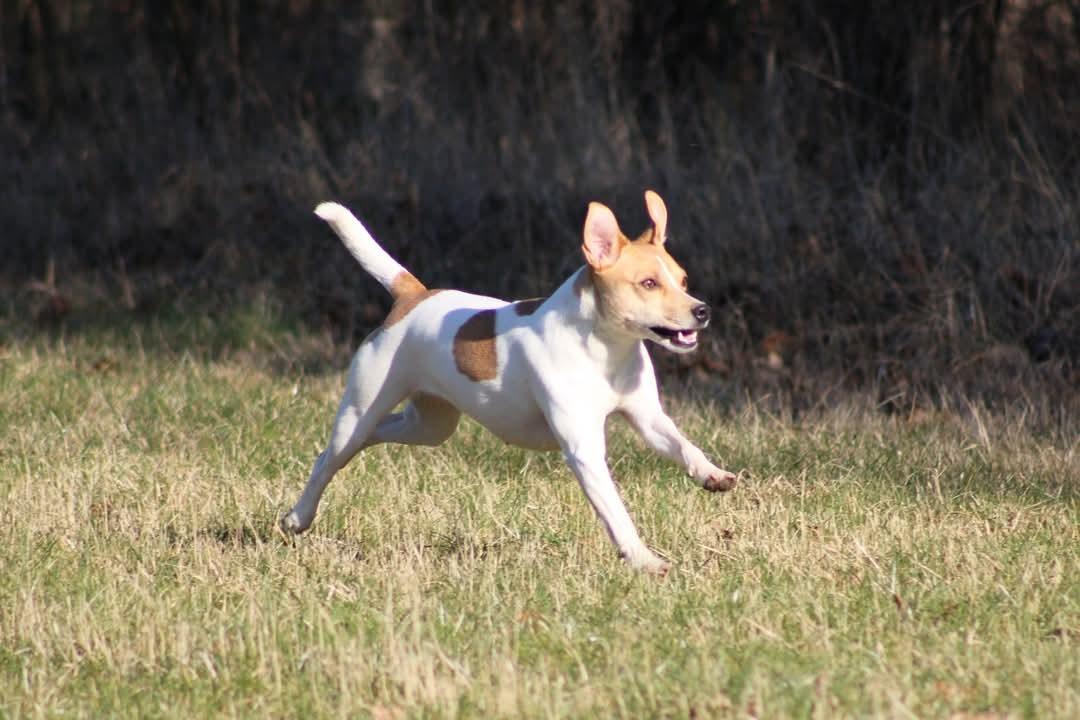 Dansk svensk gaardhund Rita. billede 25