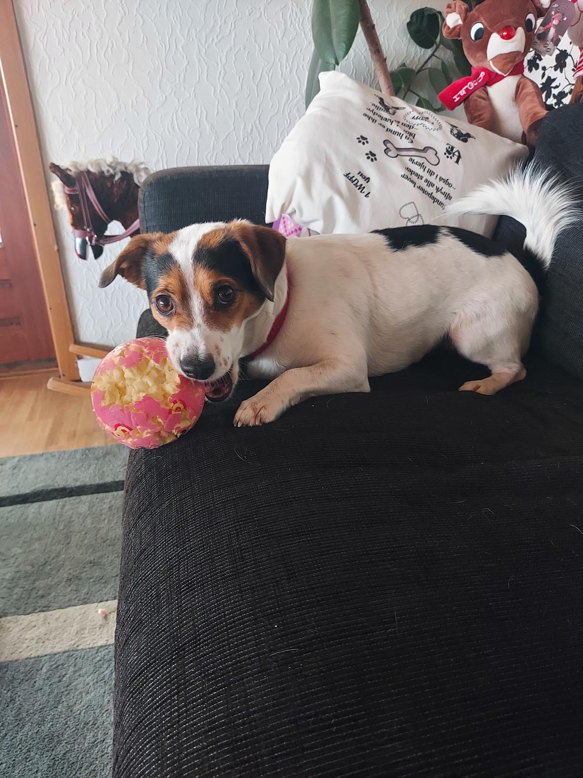 Blanding af racer Maggi billede 11