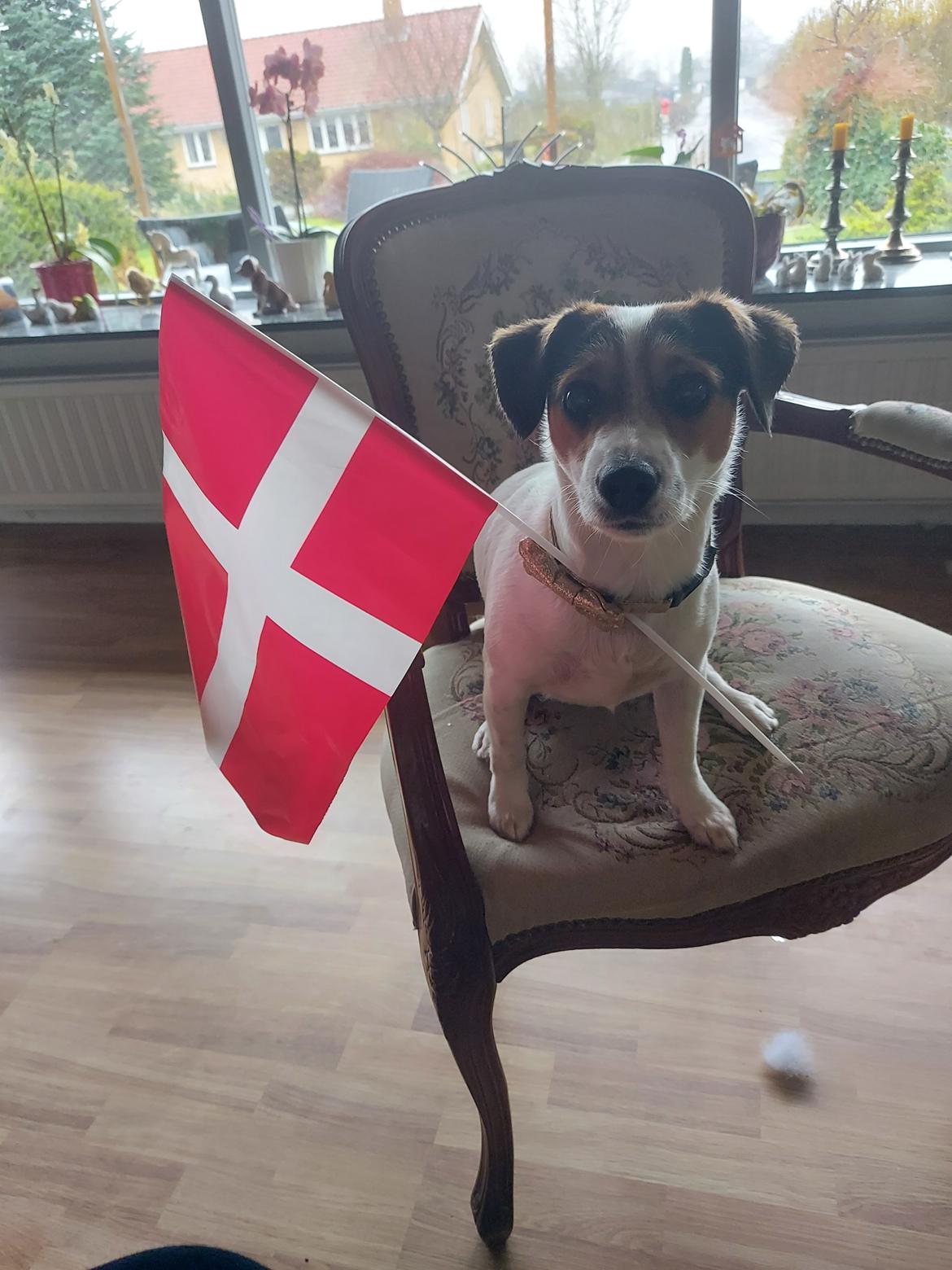 Blanding af racer Maggi billede 13