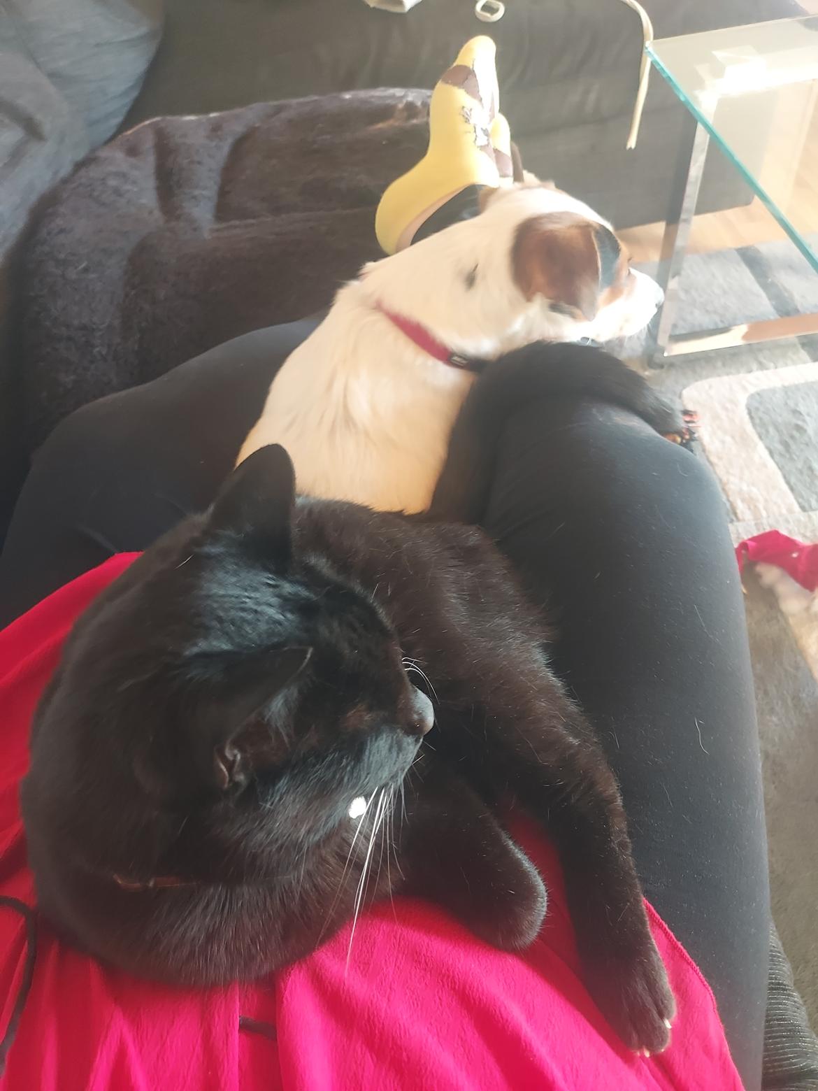 Blanding af racer Maggi billede 12