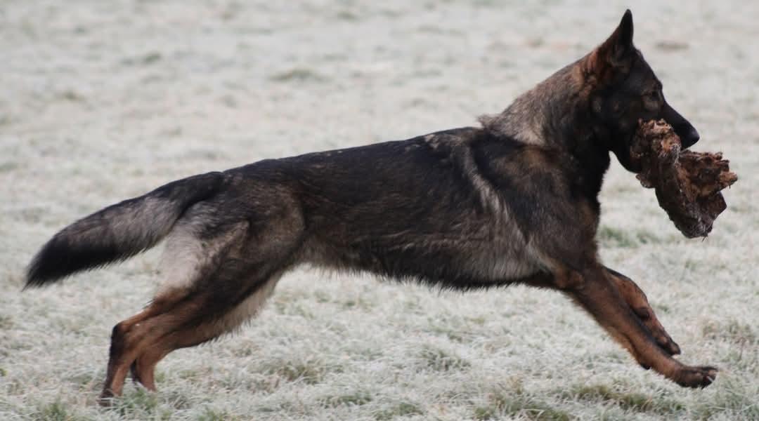 Schæferhund Bayogi Queen. (Enya). billede 12