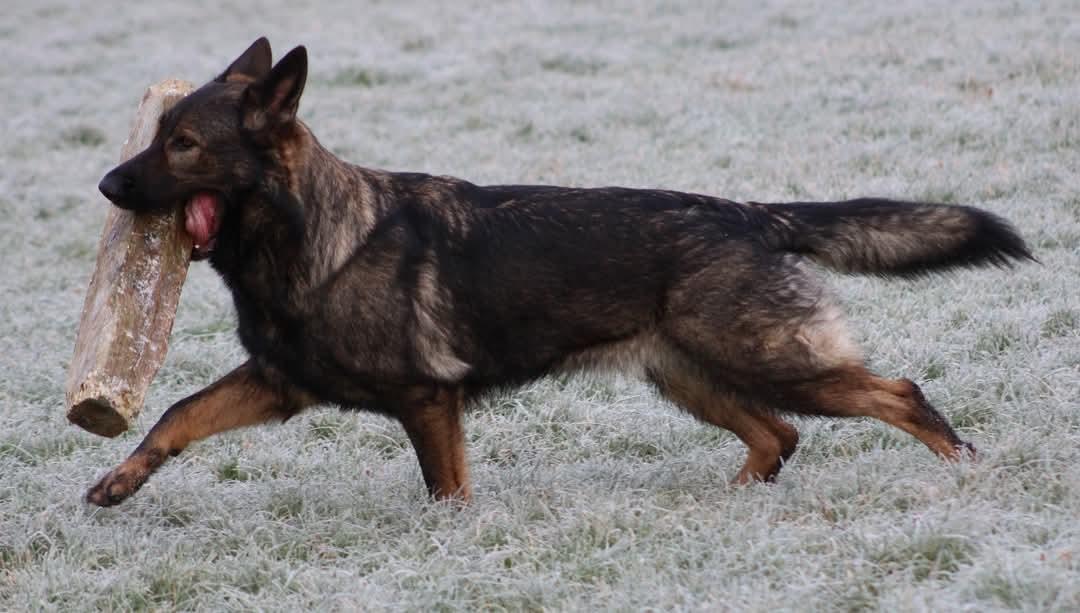 Schæferhund Bayogi Queen. (Enya). billede 41