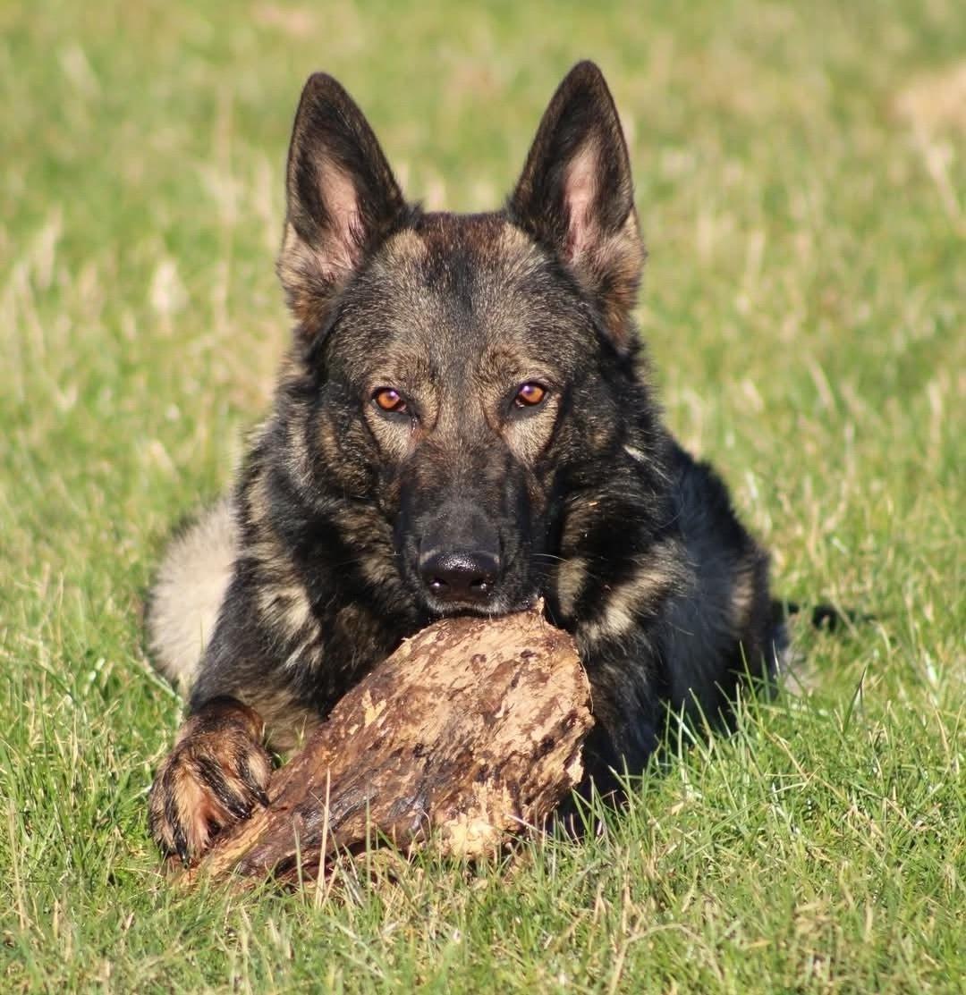 Schæferhund Bayogi Queen. (Enya). billede 7