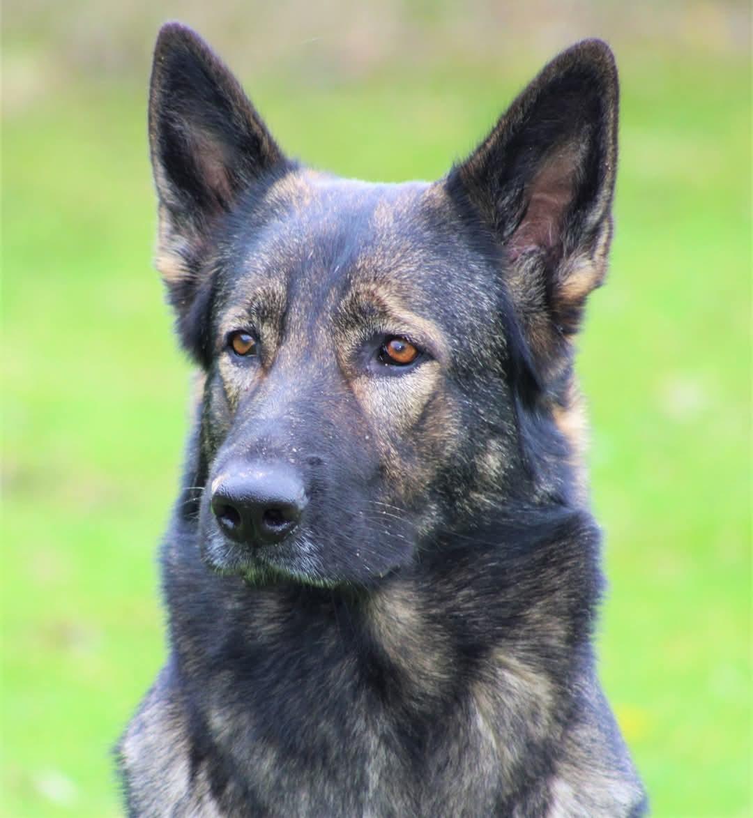 Schæferhund Bayogi Queen. (Enya). billede 4