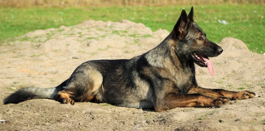 Schæferhund Bayogi Queen. (Enya). billede 9