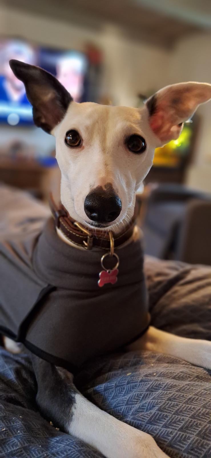 Whippet Yørdis (JK's Ygritte) billede 1