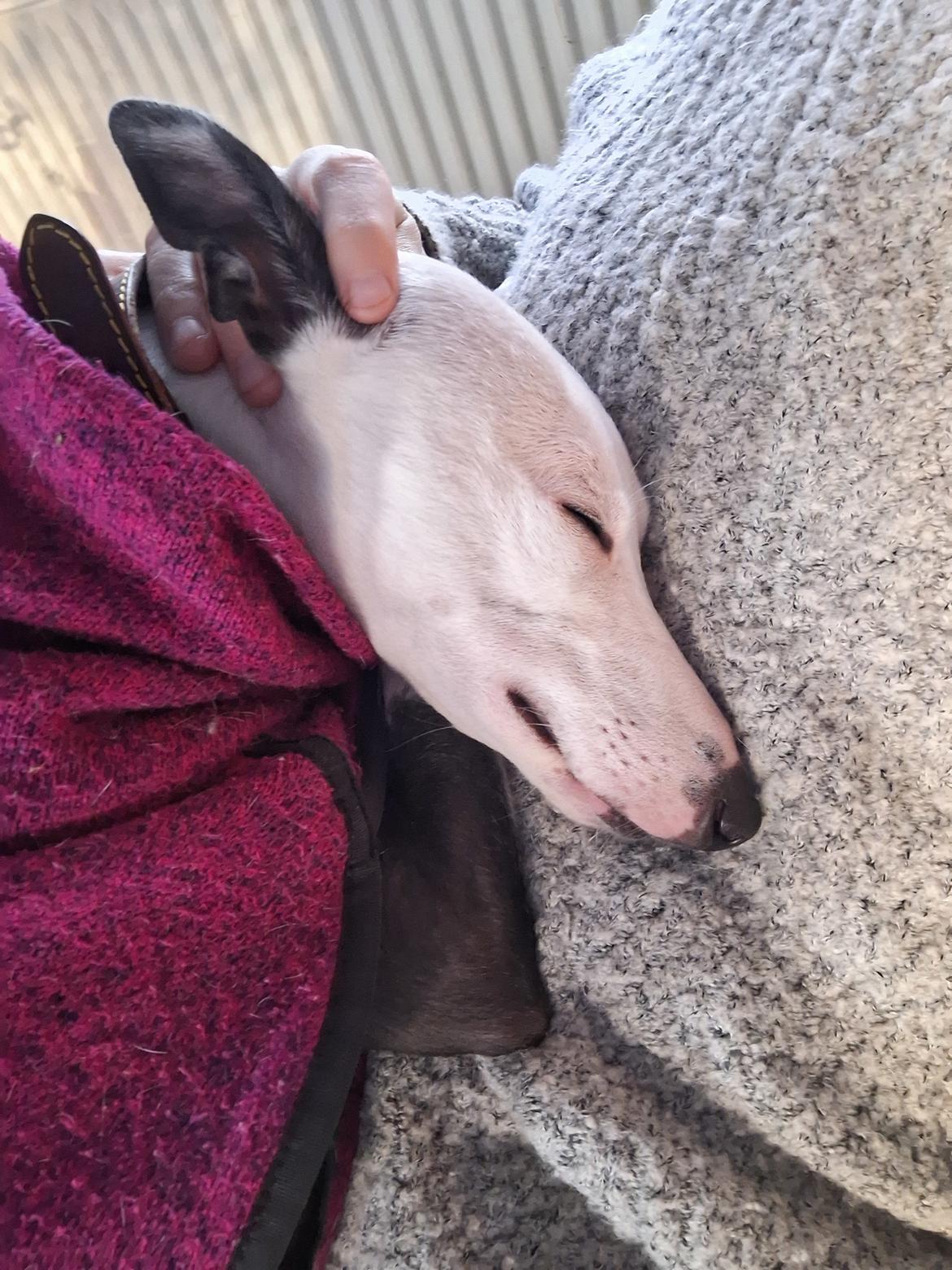 Whippet Yørdis (JK's Ygritte) billede 2