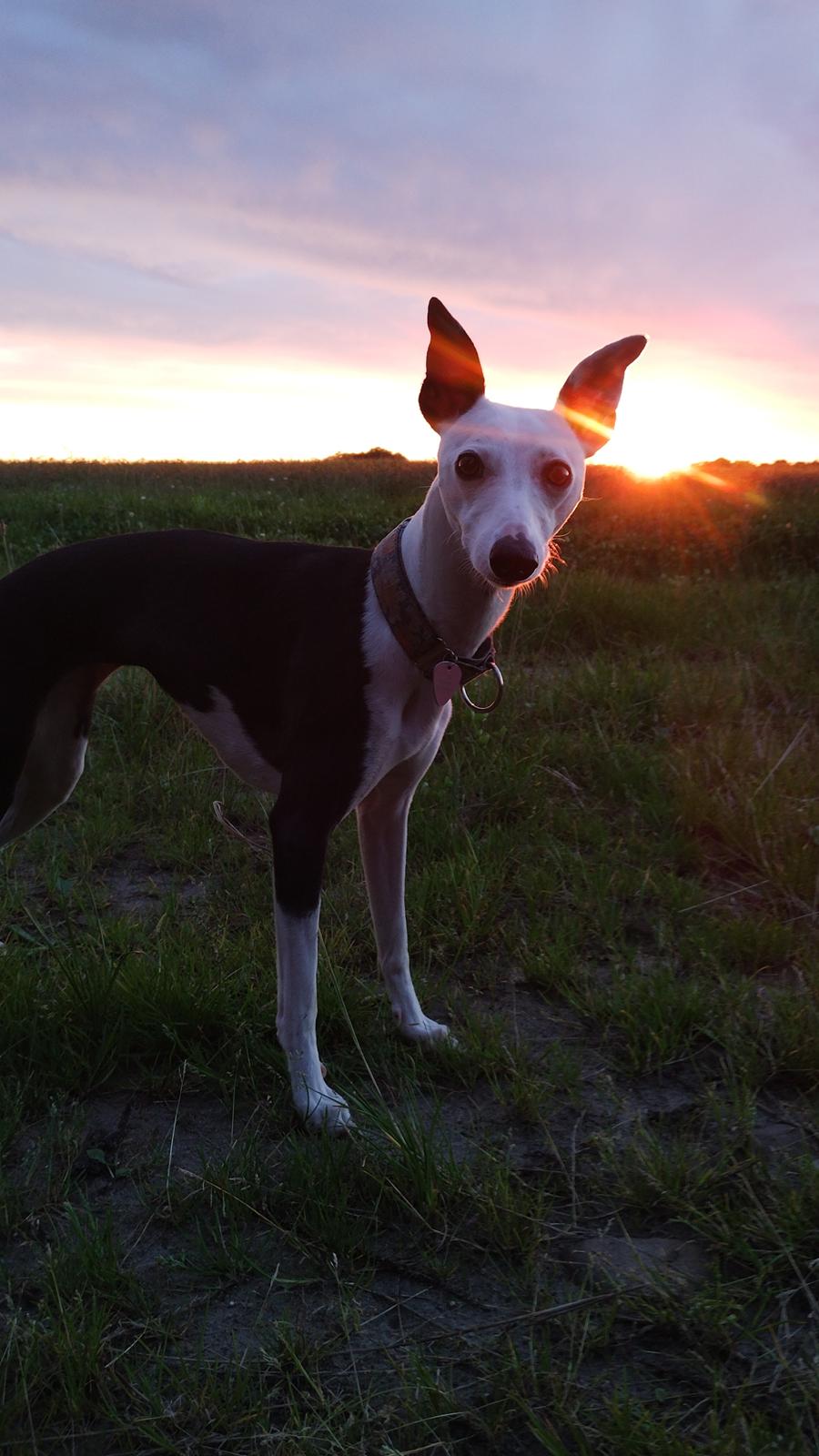 Whippet Yørdis (JK's Ygritte) billede 5