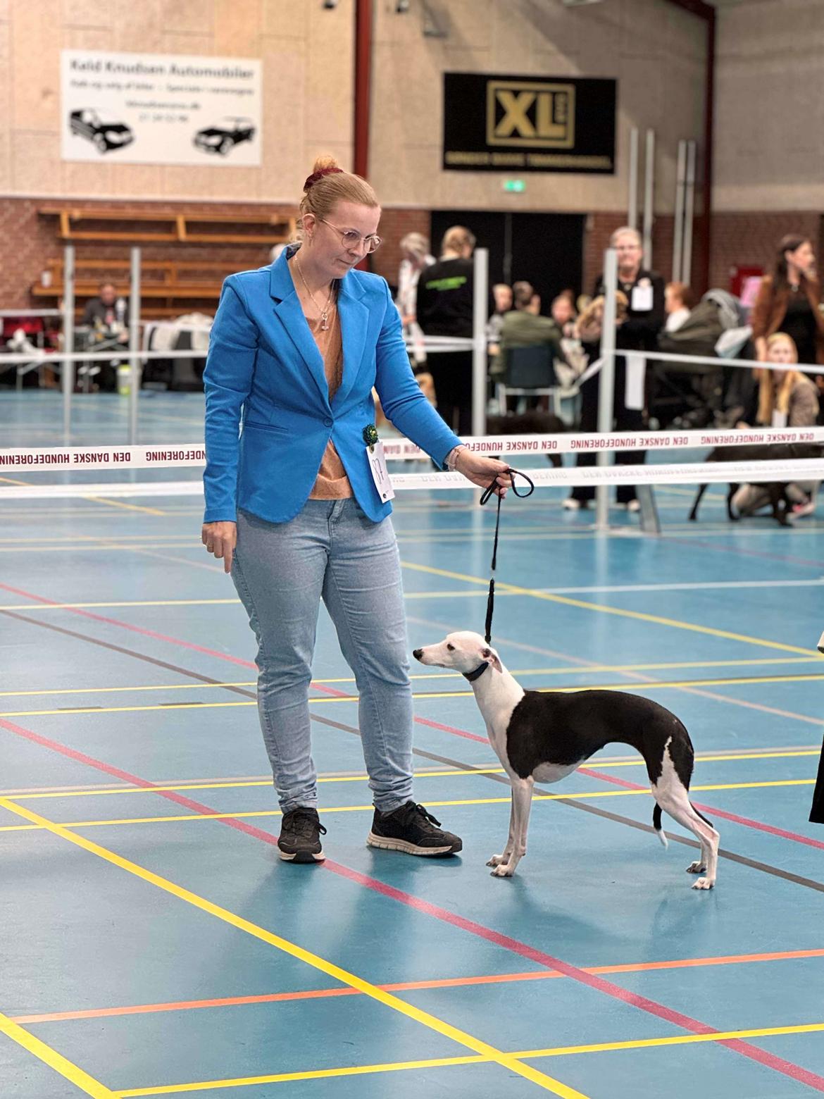 Whippet Yørdis (JK's Ygritte) billede 3