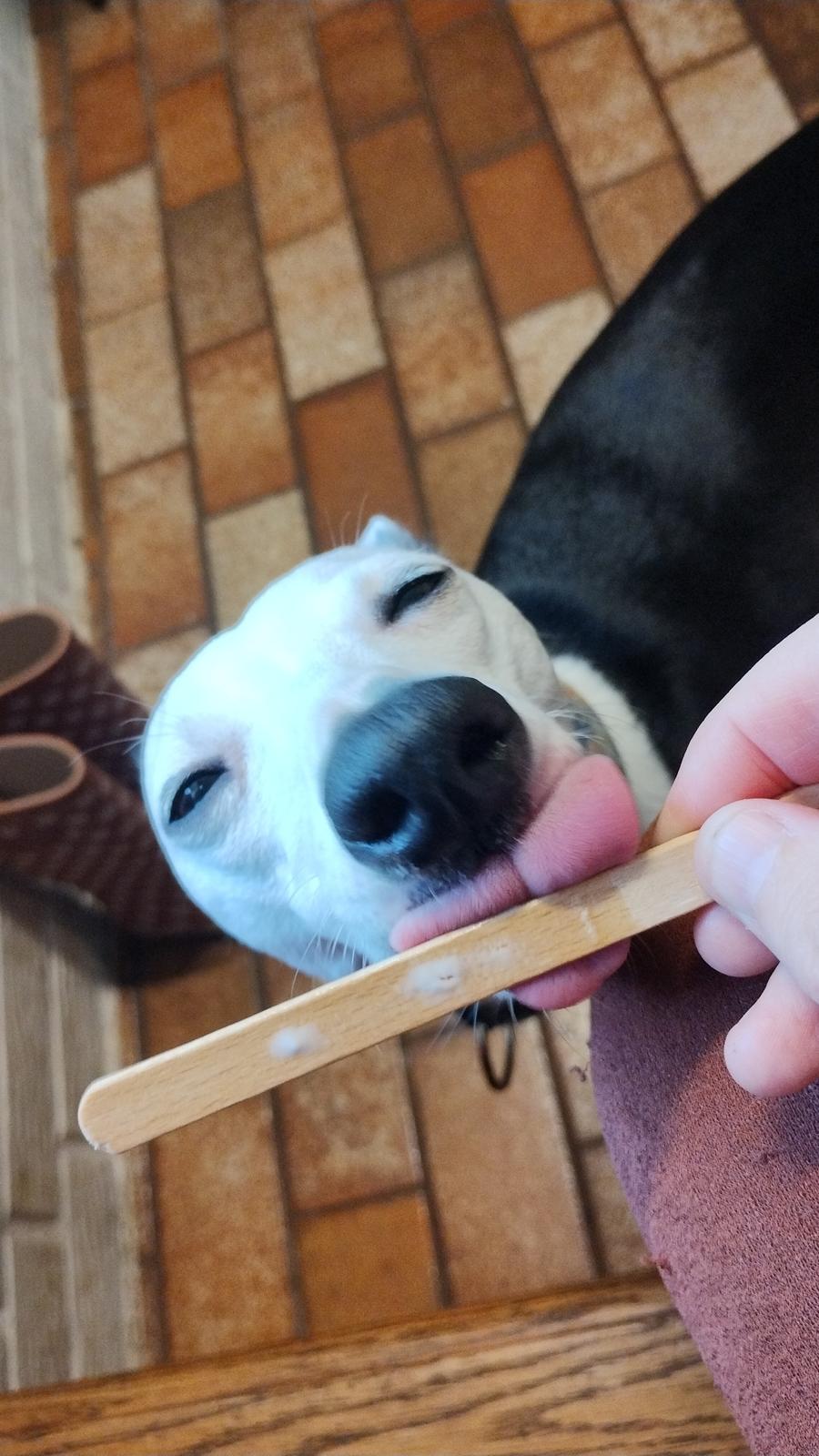Whippet Yørdis (JK's Ygritte) billede 7