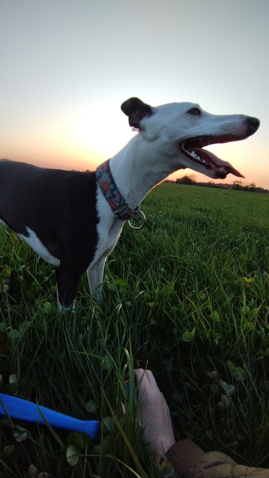 Whippet Yørdis (JK's Ygritte) billede 14
