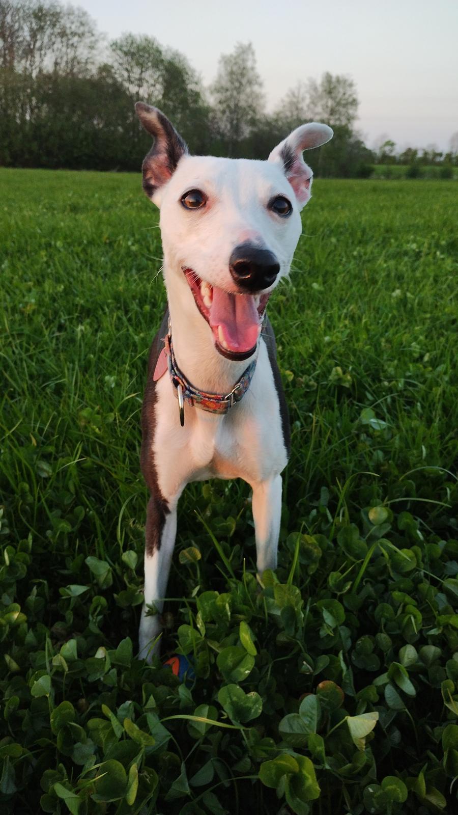 Whippet Yørdis (JK's Ygritte) billede 15