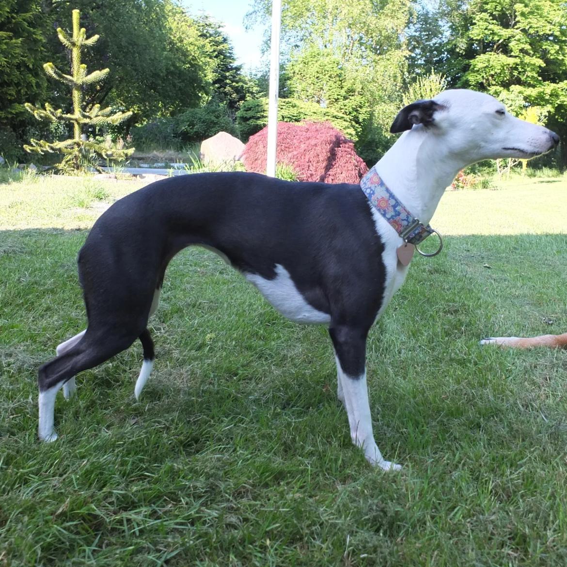 Whippet Yørdis (JK's Ygritte) billede 11