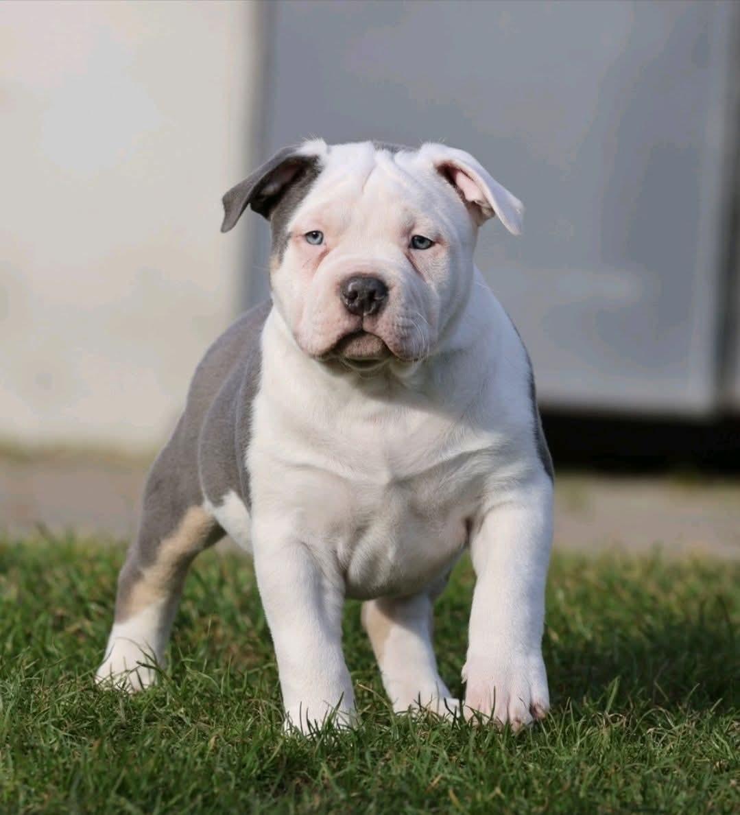 American Bully Ludvig  billede 1