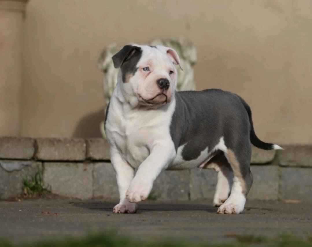 American Bully Ludvig  billede 3