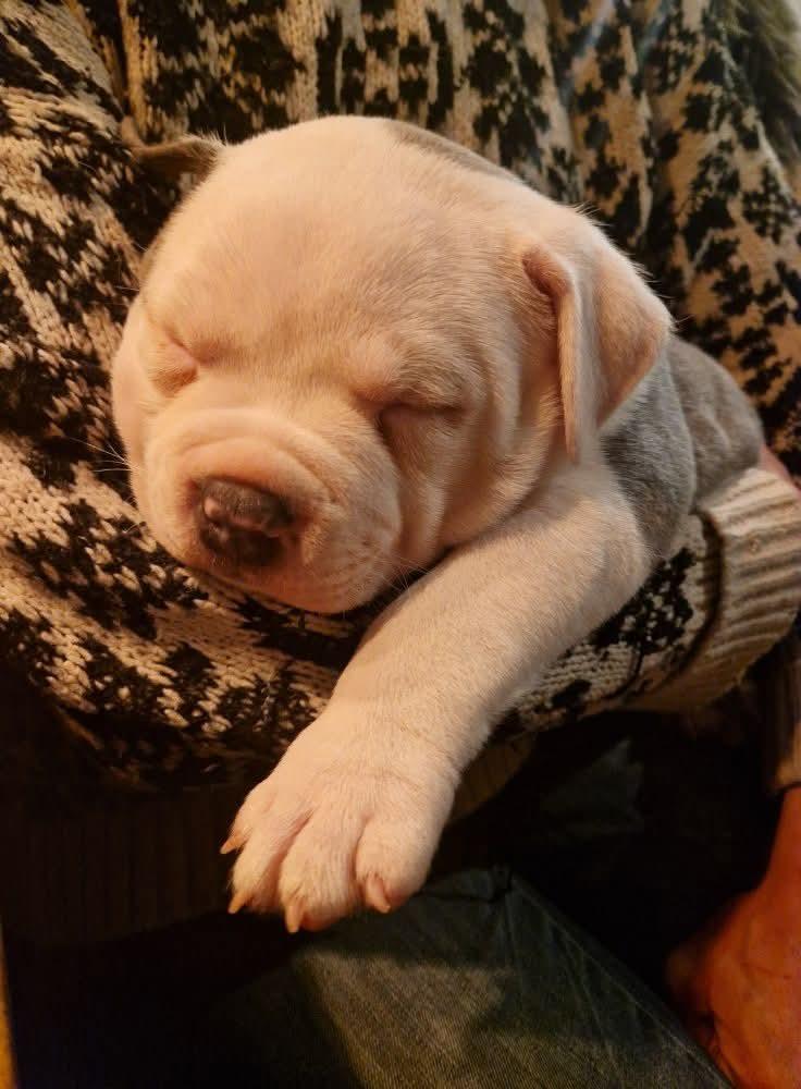 American Bully Ludvig  billede 4